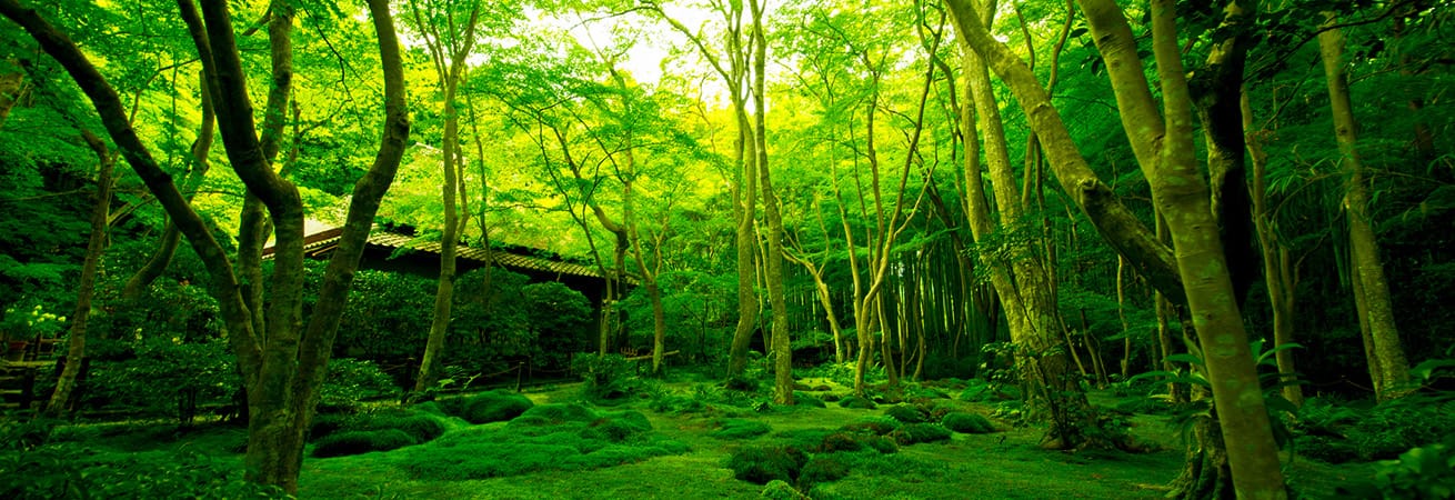 嵐山・洛北・嵯峨野周辺