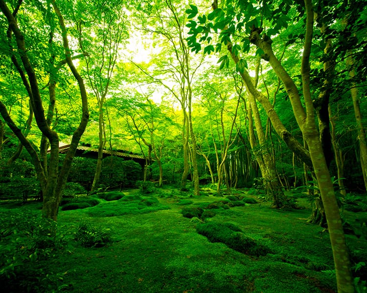 嵐山・洛北・嵯峨野周辺