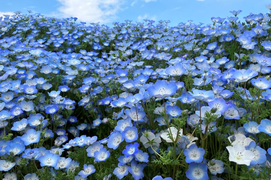 茨城県（県庁）