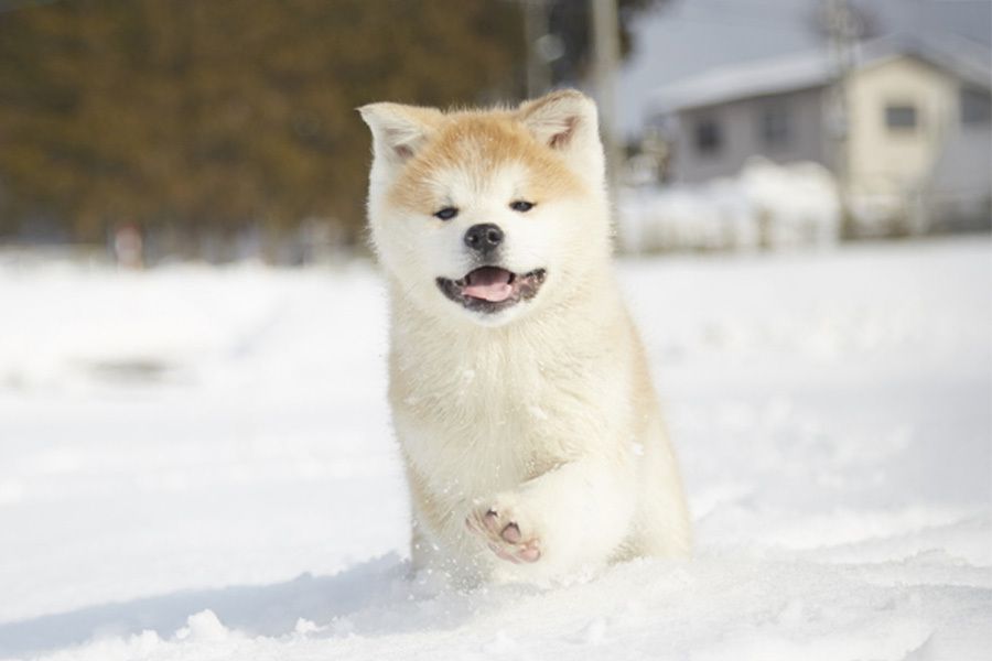 秋田県（県庁）
