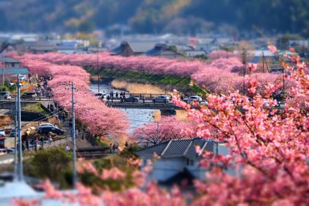 2月上旬から開花しはじめる、早咲きの河津桜
