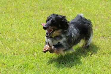 （ドックラン）台ヶ森温泉山野川旅館　DogVillage台ヶ森
