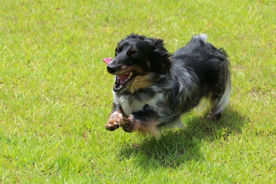 （ドックラン）台ヶ森温泉山野川旅館　DogVillage台ヶ森