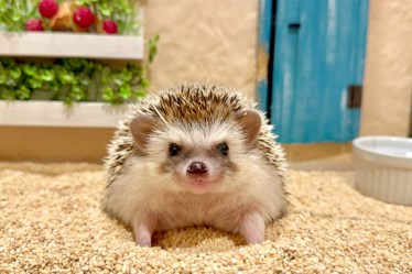 ちくちくCAFÉ