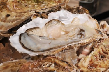 函館海鮮炭焼 ことぶき亭